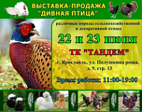 Ярославцы увидят экзотических кур